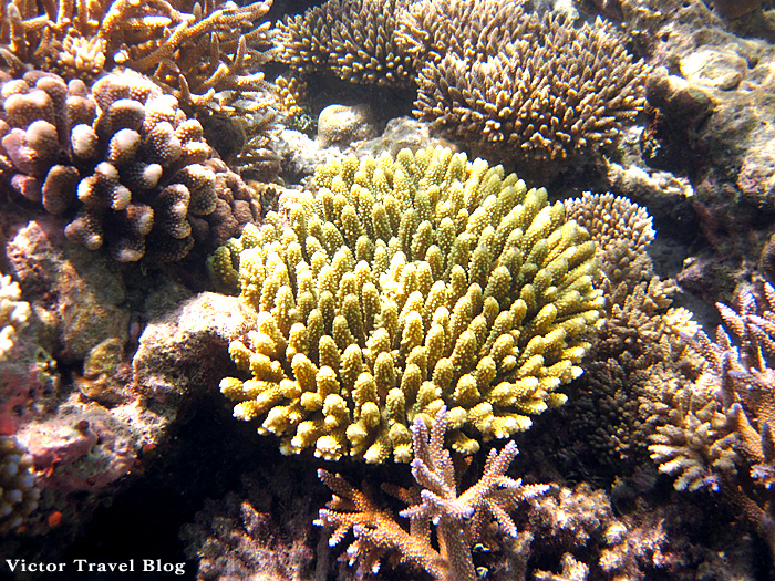 Underwater life of Vilamendhoo, Maldives. Corals.