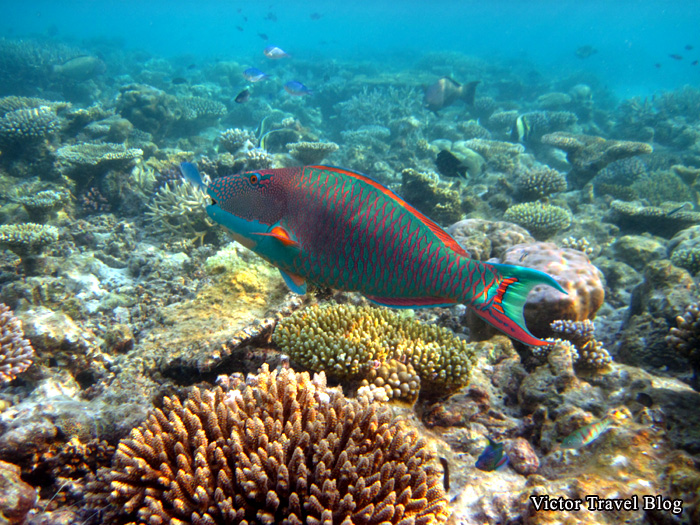 Underwater photos from Maldives