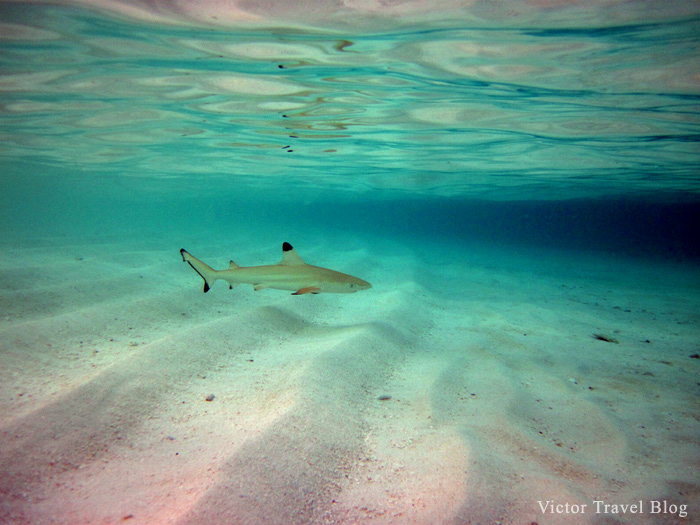 Underwater photos from Maldives