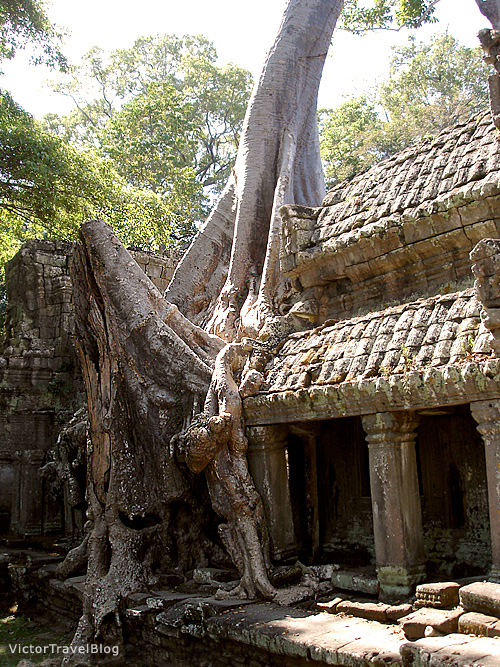 The Ta Prohm Temple. Cambodia.