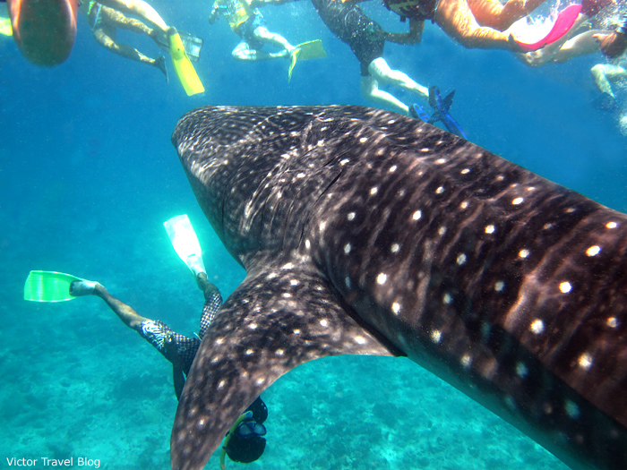 Whale shark with people around. The Maldives. The Indian Ocean.