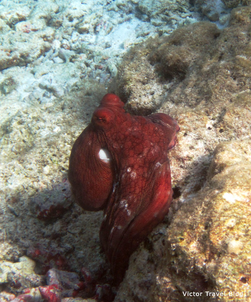 Octopus. Reethi Beach. The Maldives.