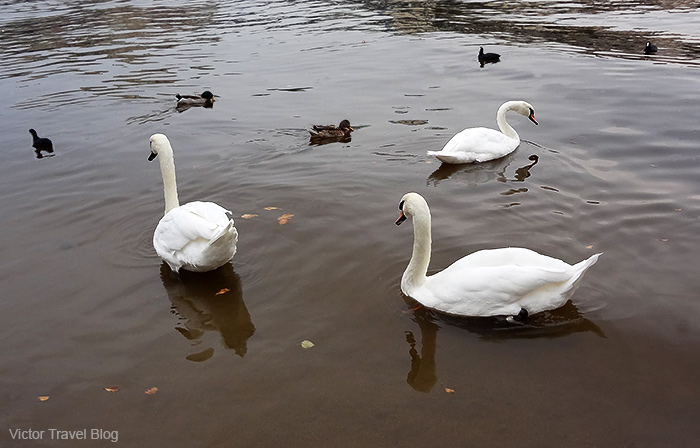 Swans in Brugge, Belgium.