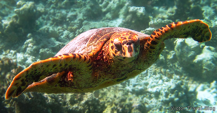 Underwater life of the Red Sea. Turtle. The El Gouna resort, Egypt.