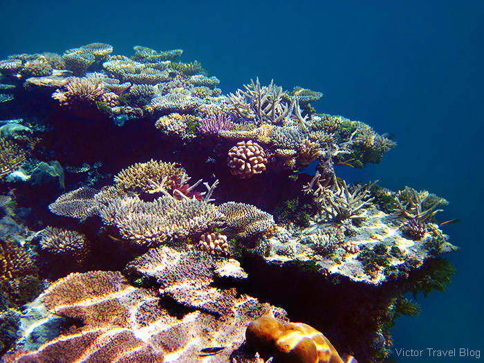 Coral Reef of the Robinson Club Maldives. The island of Funamadua, Gaafu Alifu Atoll.