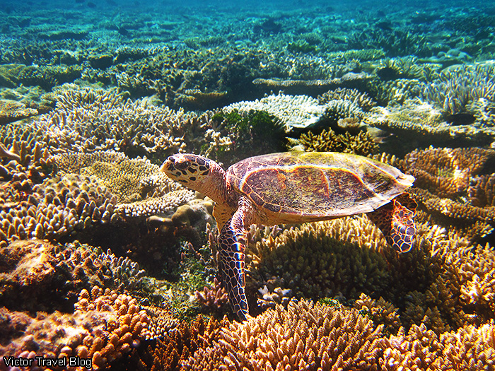 Sea turtle. Coral Reef of the Robinson Club Maldives.