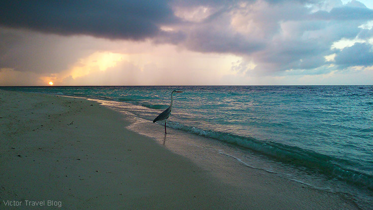 A heron. Fihalhohi Island Resort, the Maldives.