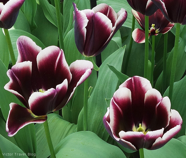 A tulip African King - The Keukenhof Tulip Gardens, Holland, the Netherlands.