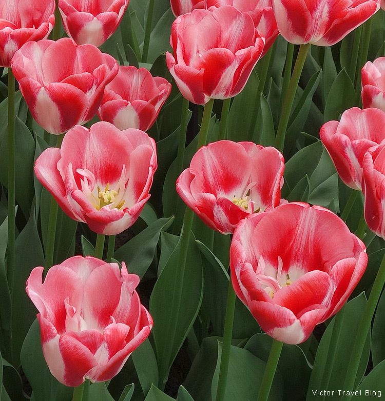 A tulip Dreamship - The Keukenhof Tulip Gardens, Holland, the Netherlands.