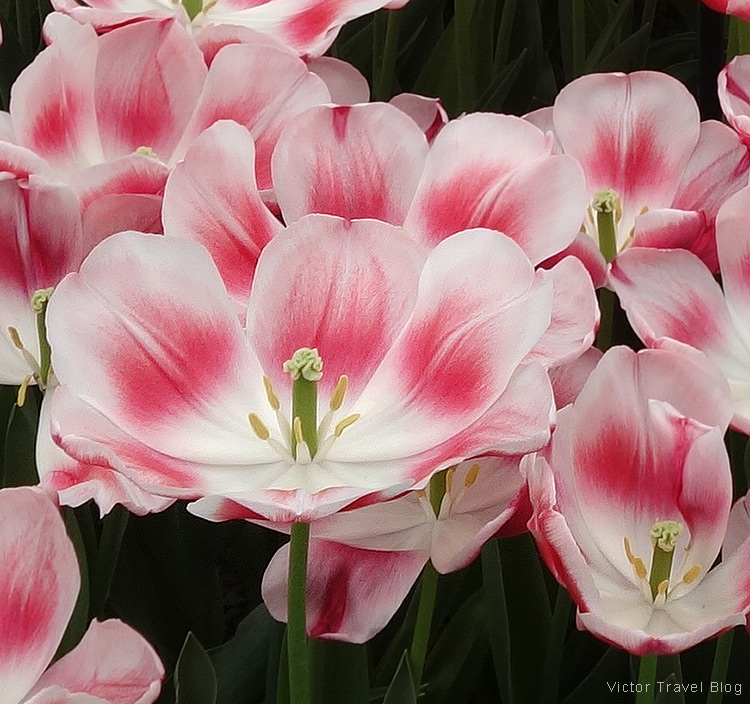 A tulip Marrero - The Keukenhof Tulip Gardens, Holland, the Netherlands.
