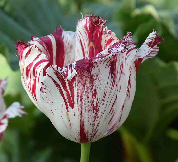 tulip-semper-augustus-2.jpg