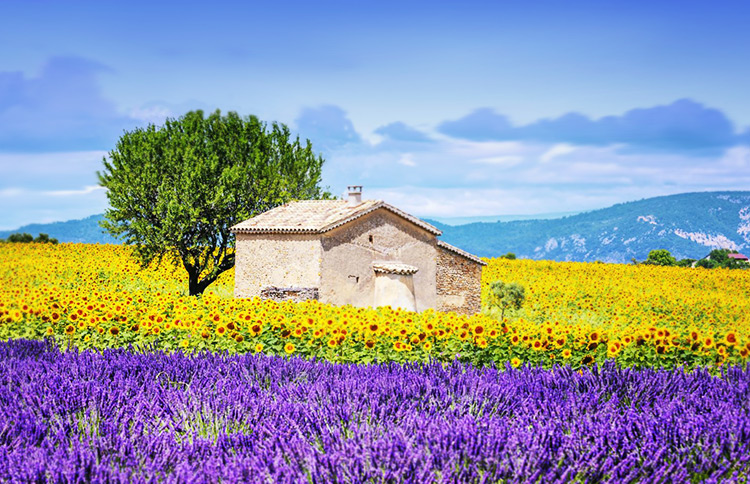 Authentic Provence. A painting.