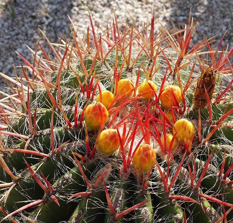 Red flowers of a cactus. Cactus Park, Ischia, Italy.